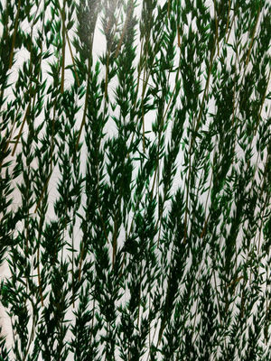 La planta indeterminada decorativa del revestimiento 19m m de la pared laminó el vidrio