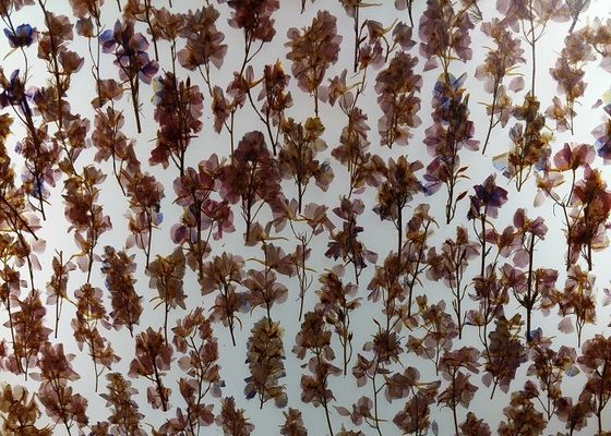 La planta indeterminada decorativa del revestimiento 19m m de la pared laminó el vidrio